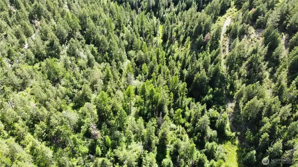 a view of a lush green forest