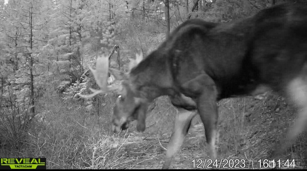 1733 Old CC Road Addy, WA 99101 - Photo 2 of 38 a view of a dry yard