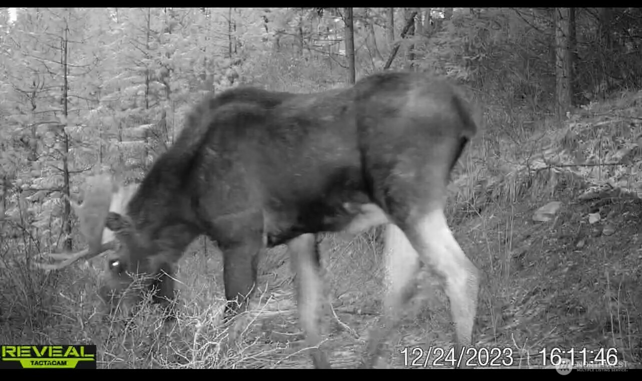 1733 Old CC Road Addy, WA 99101 - Photo 3 of 38 a view of a dry yard with wooden floor