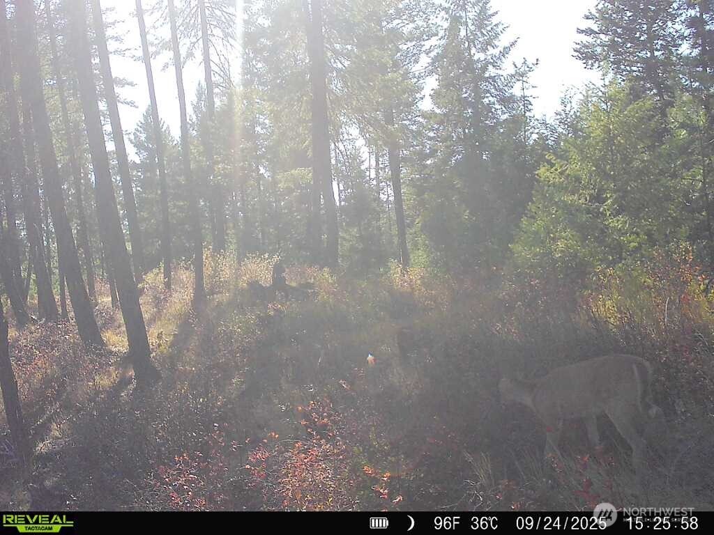 1733 Old CC Road Addy, WA 99101 - Photo 31 of 32 a view of a yard of a house