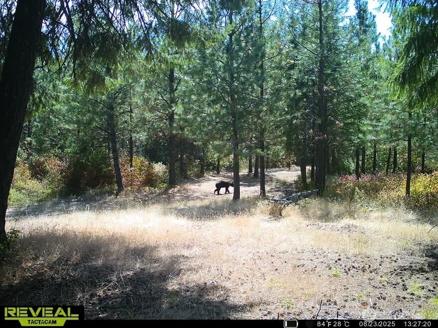 1733 Old CC Road Addy, WA 99101 - Photo 32 of 32 a view of backyard with green space