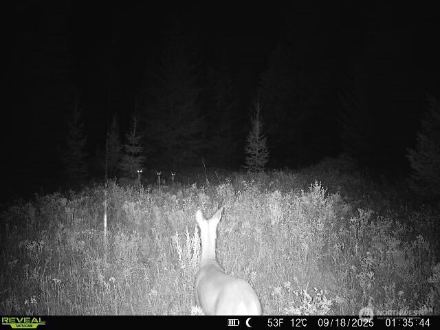 1733 Old CC Road Addy, WA 99101 - Photo 35 of 38