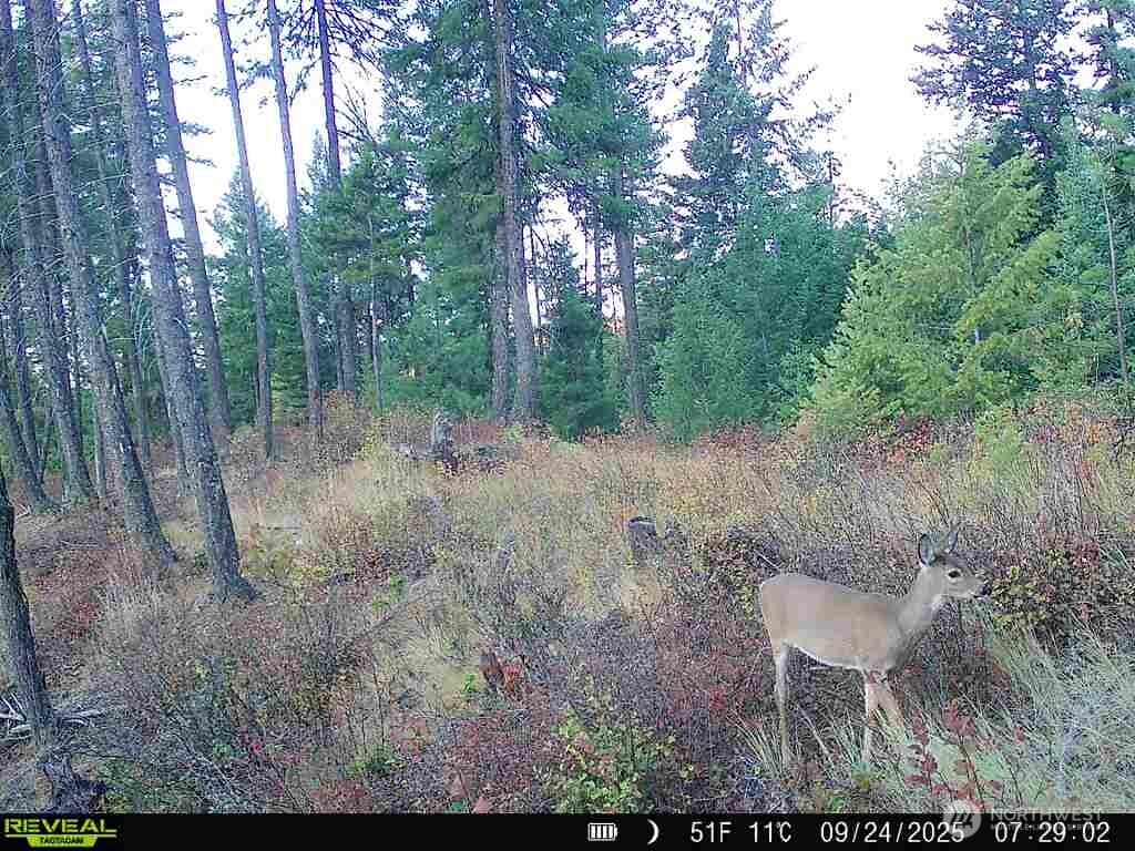 1733 Old CC Road Addy, WA 99101 - Photo 36 of 38 a view of a forest