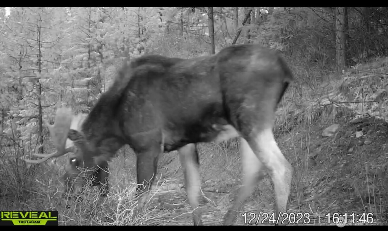 1733 Old CC Road Addy, WA 99101 - Photo 4 of 38