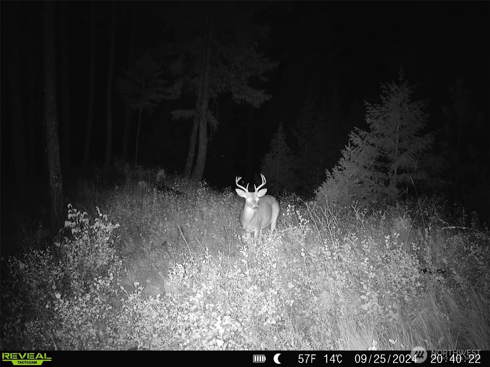 1733 Old CC Road Addy, WA 99101 - Photo 8 of 38