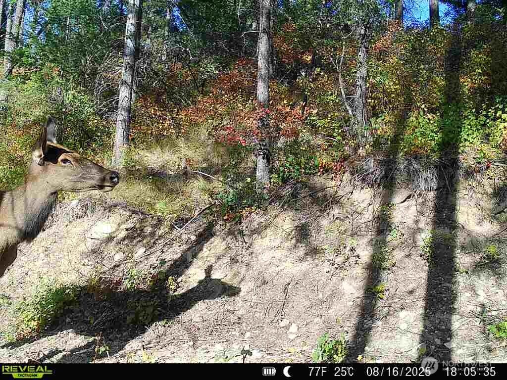 1733 Old CC Road Addy, WA 99101 - Photo 9 of 38