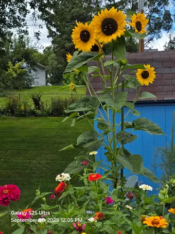 a picture of flowers