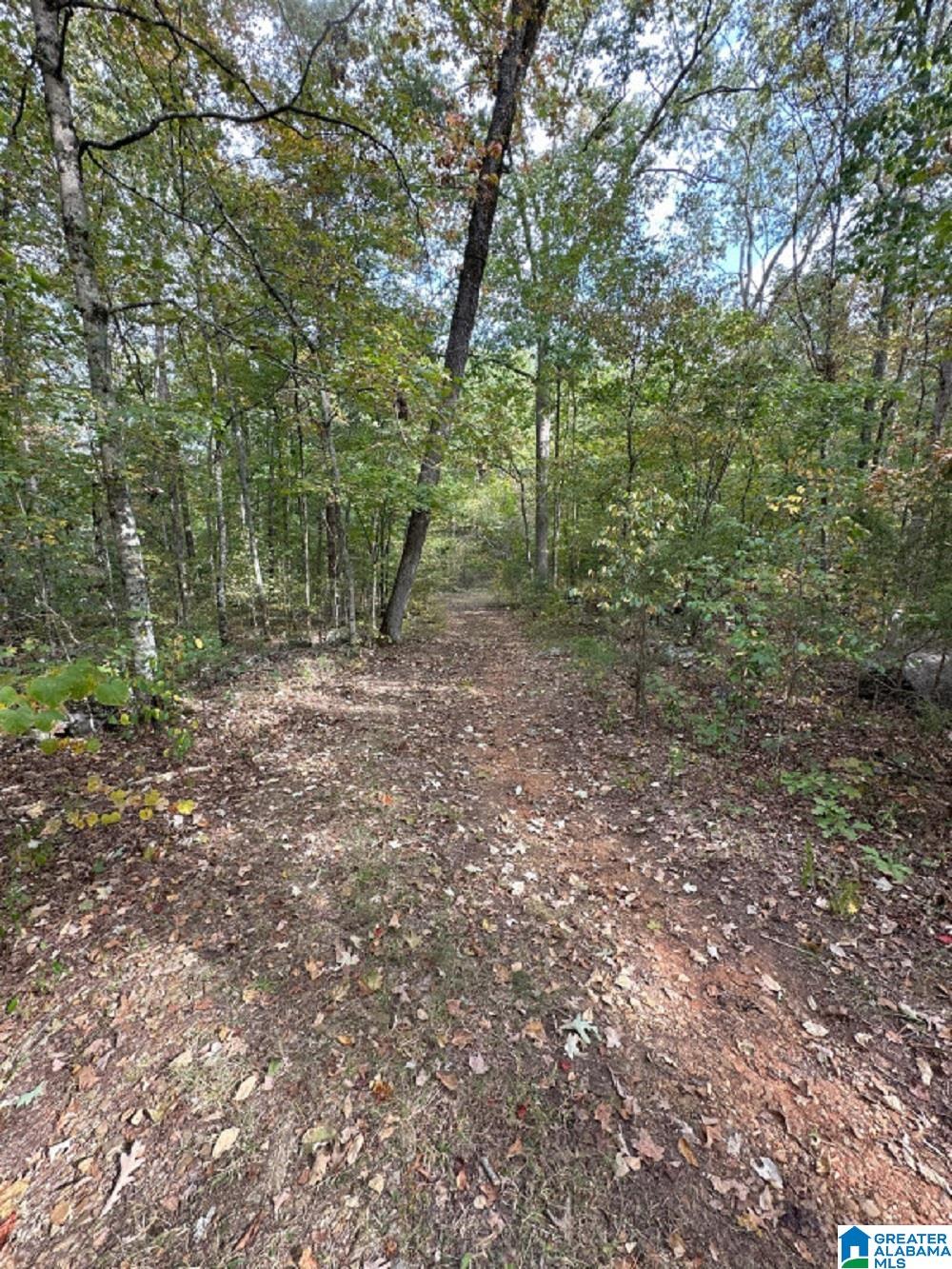 0 Cathedral Caverns Road Woodville, AL 35776 - Photo 2 of 14