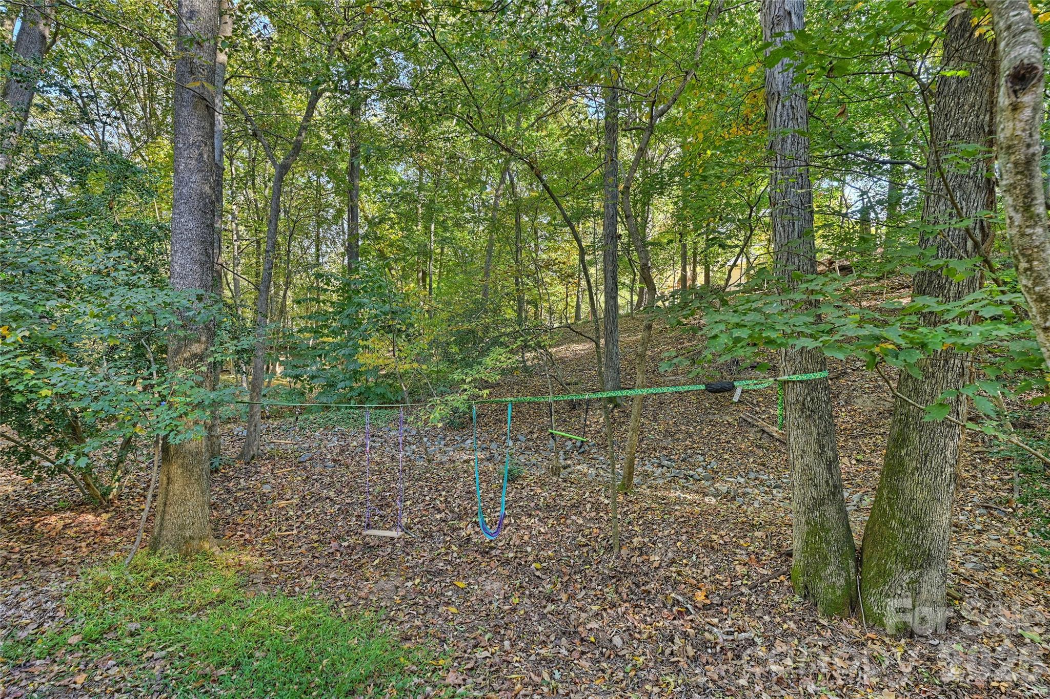 7223 Terrace Drive Charlotte, NC 28211 - Photo 42 of 48 a view of a forest with trees