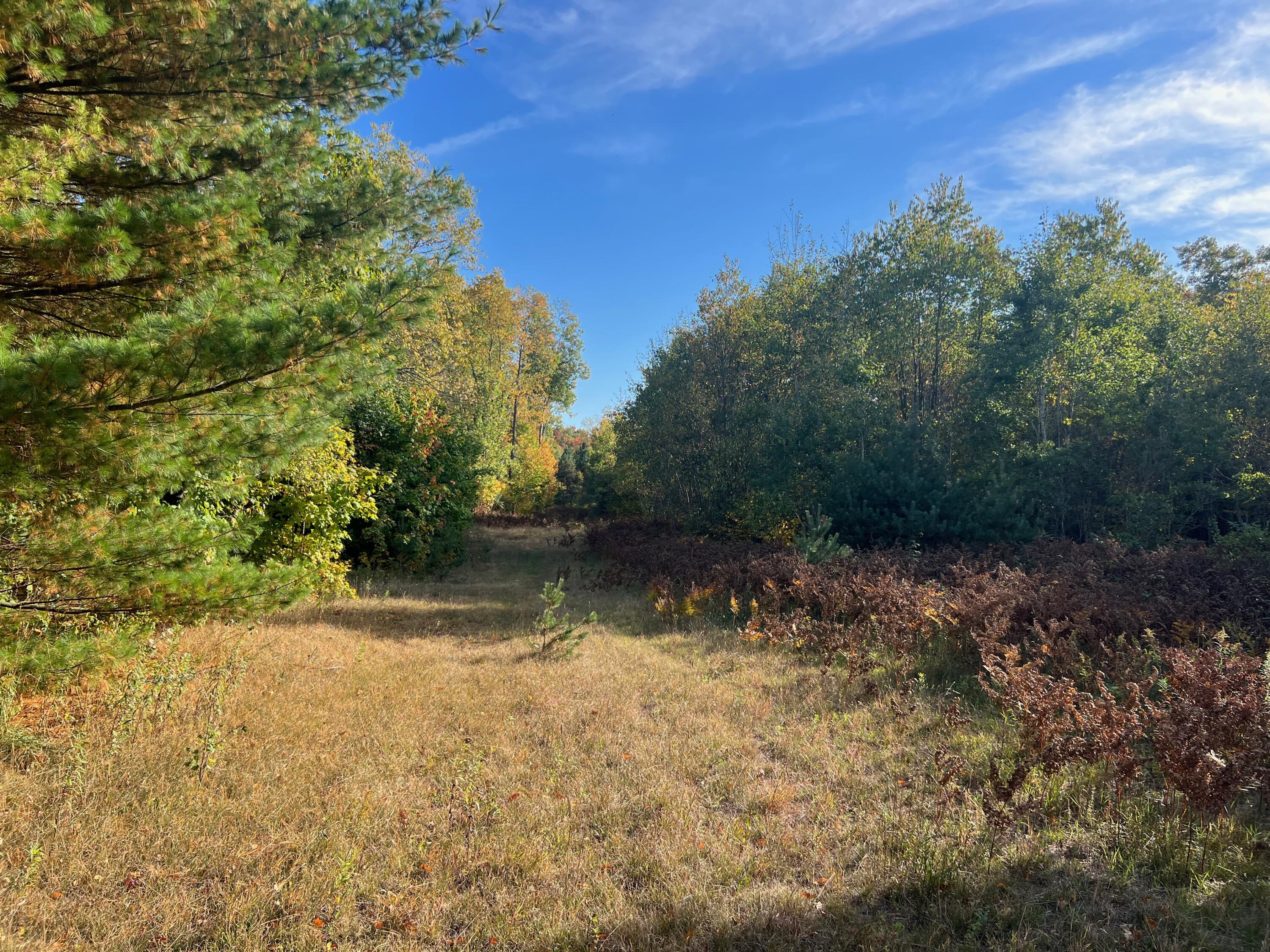 Swanson Road Bear Lake, MI 49614 - Photo 3 of 17 IMG_1864