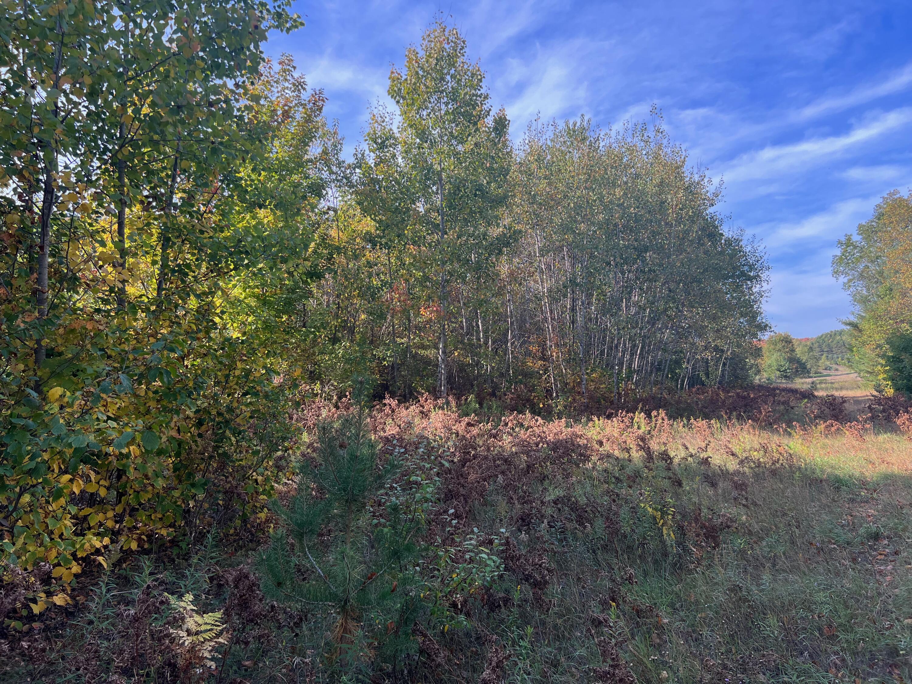 Swanson Road Bear Lake, MI 49614 - Photo 5 of 17 IMG_1866