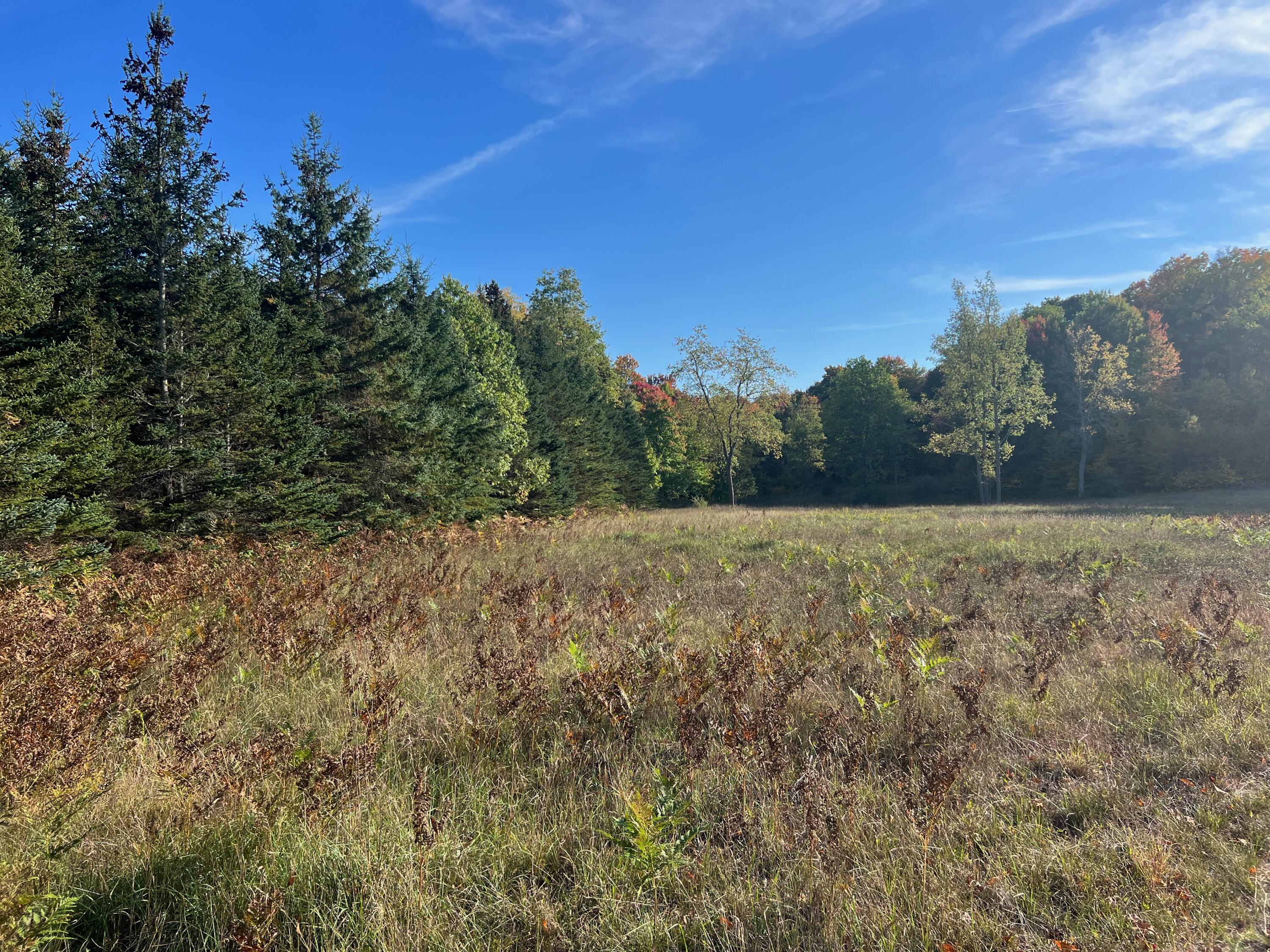 Swanson Road Bear Lake, MI 49614 - Photo 6 of 17 IMG_1867