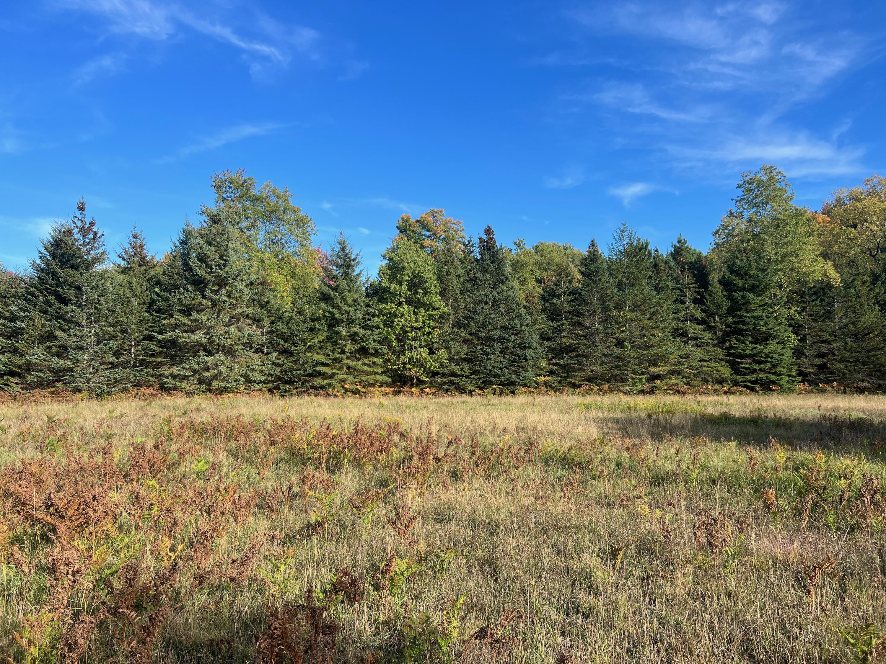 Swanson Road Bear Lake, MI 49614 - Photo 10 of 17 IMG_1871