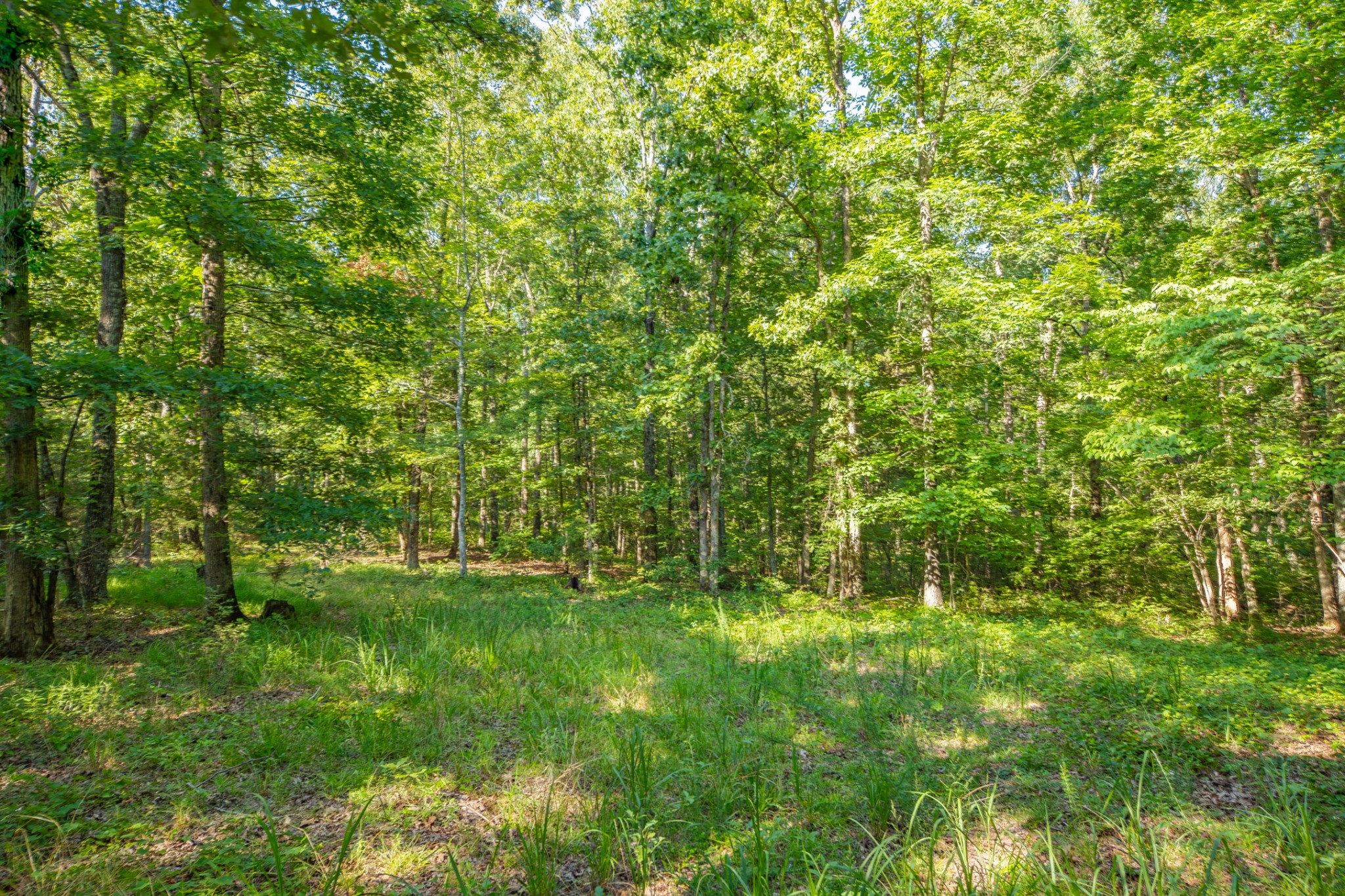 0 Pinewood Road Nunnelly, TN 37137 - Photo 44 of 64 Gallery Image 44