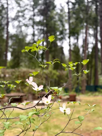 $464,000 | 12894 Banner Lava Cap Road, Nevada City, CA 95959