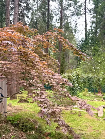 $464,000 | 12894 Banner Lava Cap Road, Nevada City, CA 95959