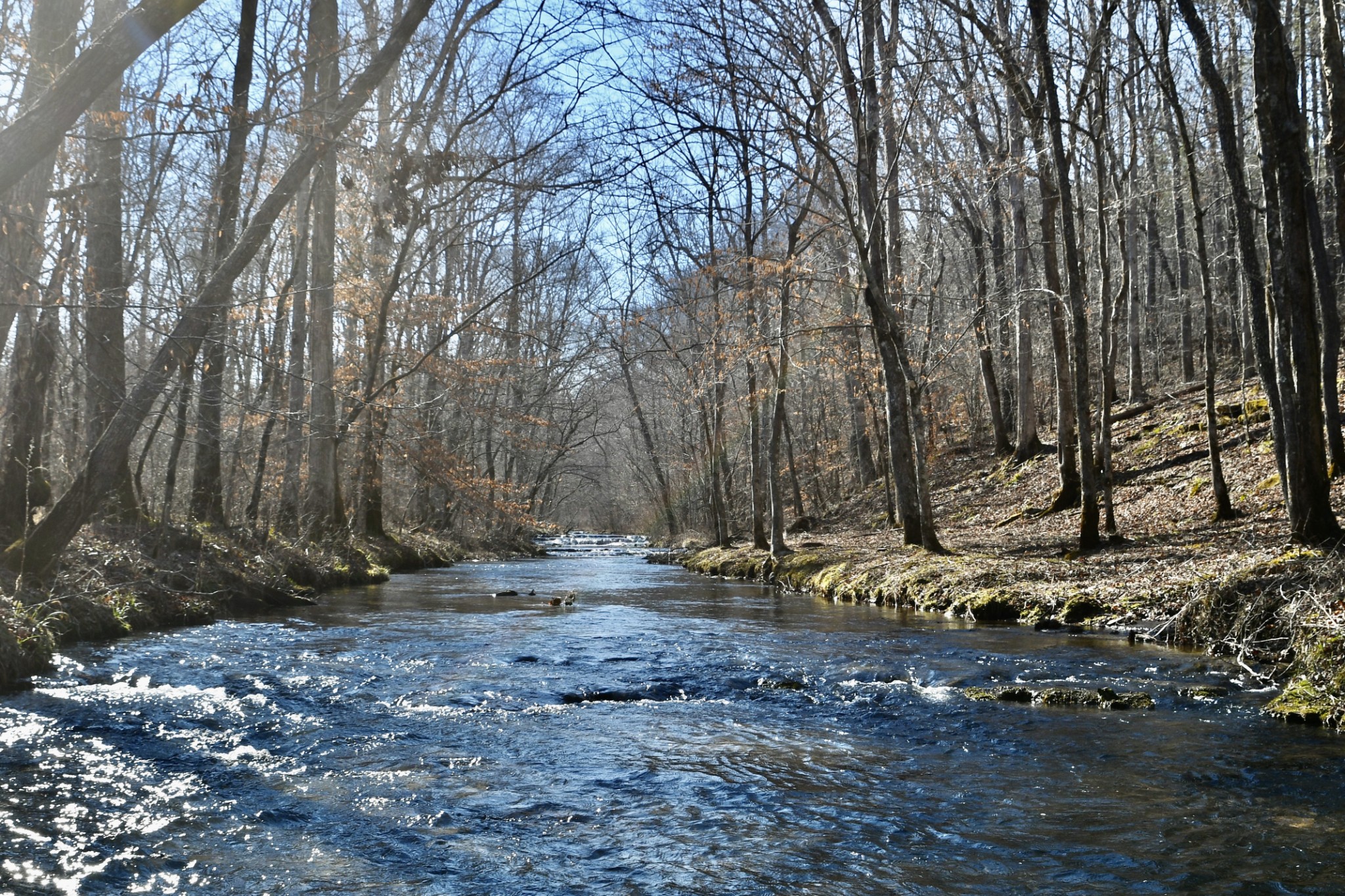 a view of a backyard with large trees