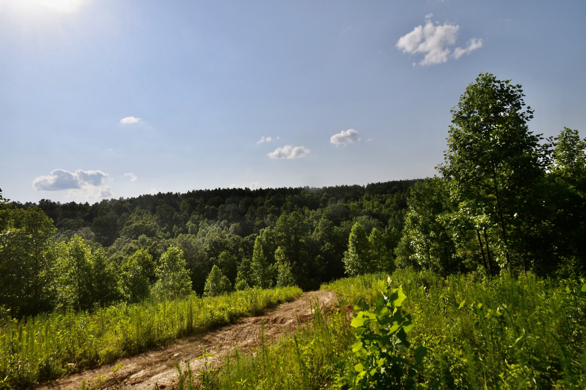 0 Allens Creek Road Hohenwald, TN 38462 - Photo 11 of 86