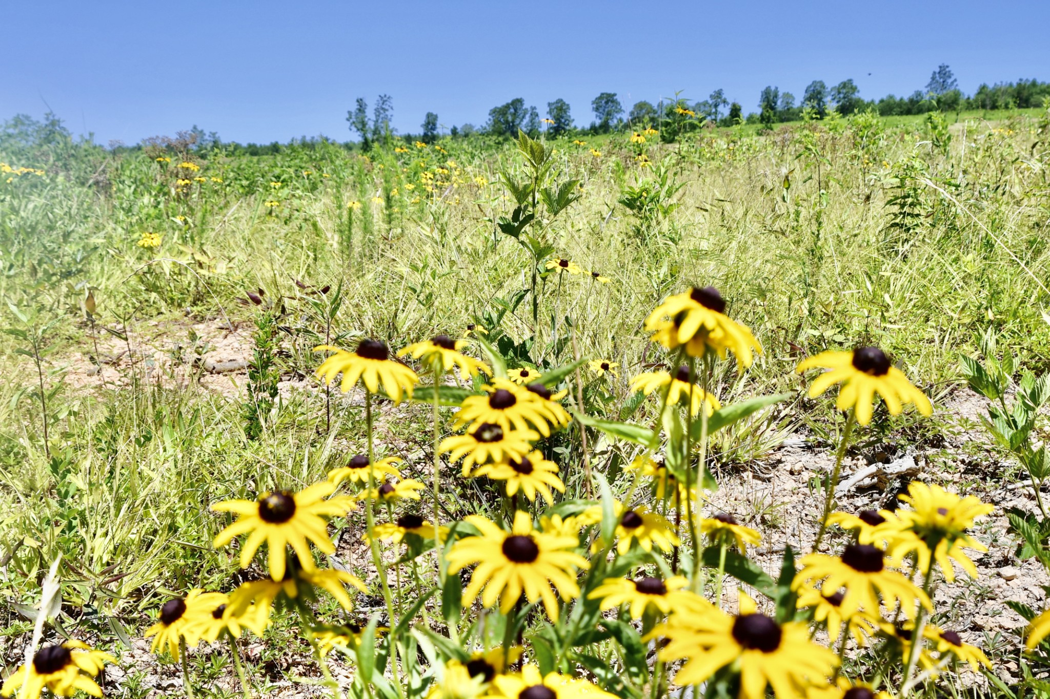 0 Allens Creek Road Hohenwald, TN 38462 - Photo 12 of 86 a view of a bunch of flowers