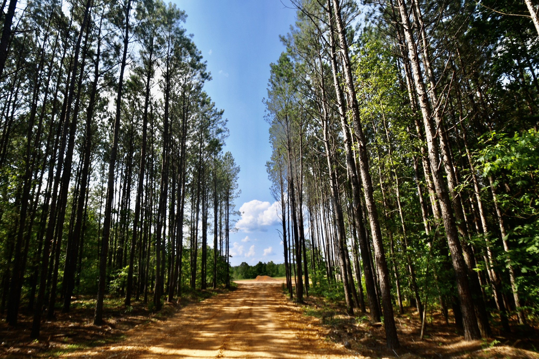 0 Allens Creek Road Hohenwald, TN 38462 - Photo 15 of 86 a view of a park with a tree
