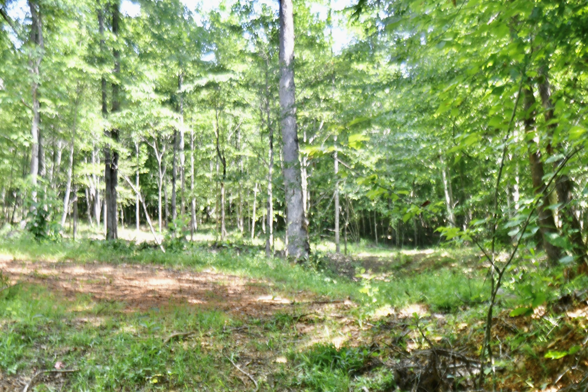 0 Allens Creek Road Hohenwald, TN 38462 - Photo 19 of 86