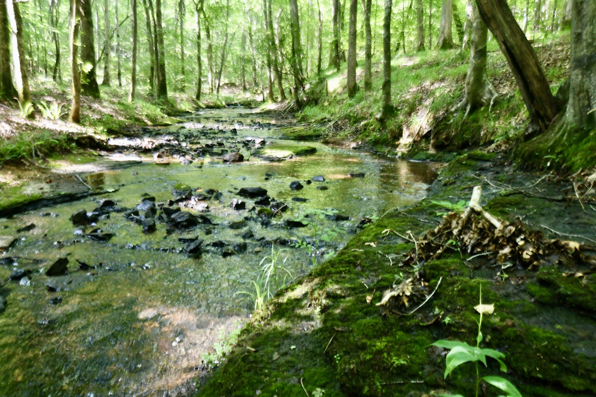 0 Allens Creek Road Hohenwald, TN 38462 - Photo 2 of 86