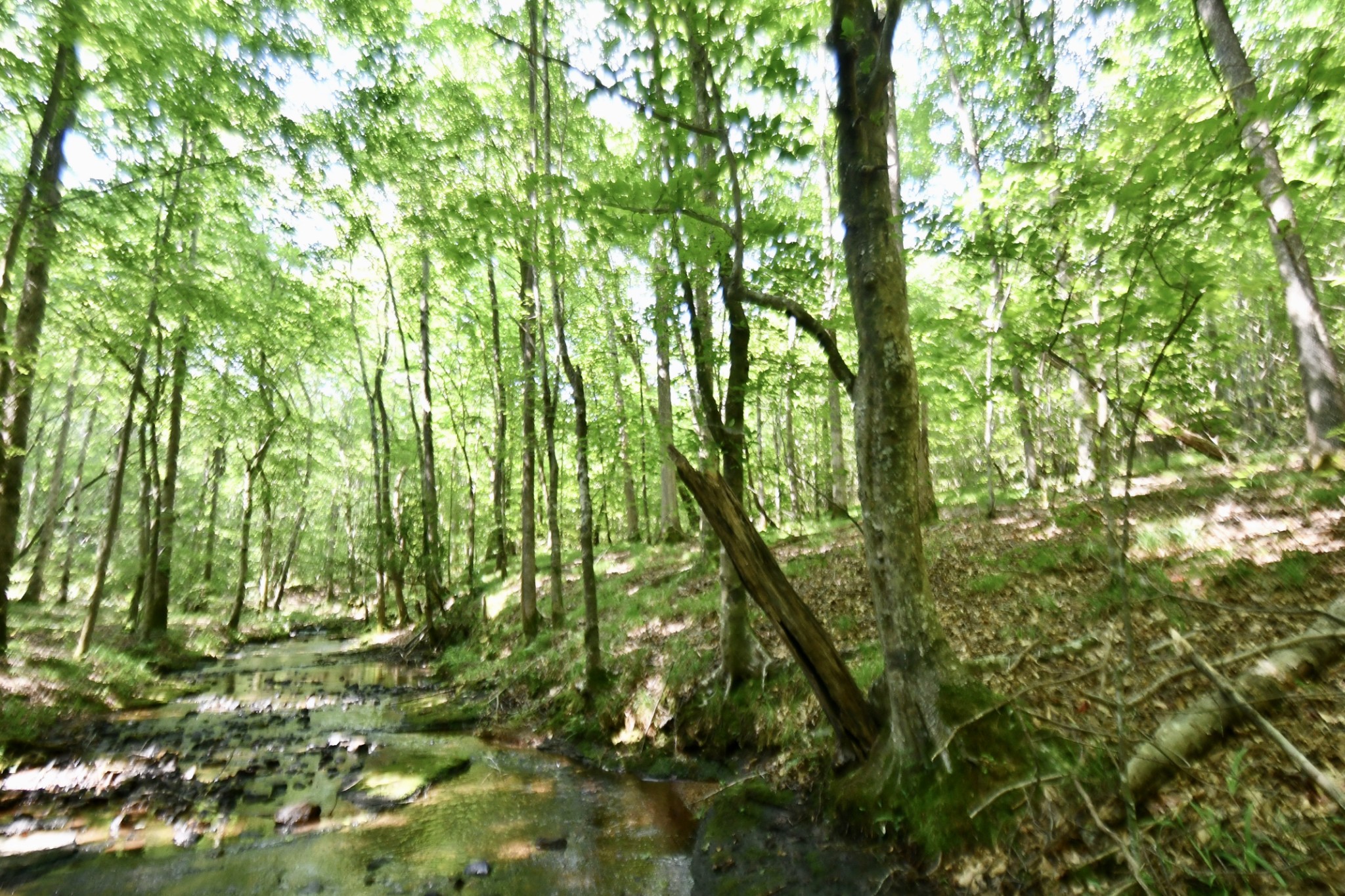 0 Allens Creek Road Hohenwald, TN 38462 - Photo 21 of 86 a view of forest