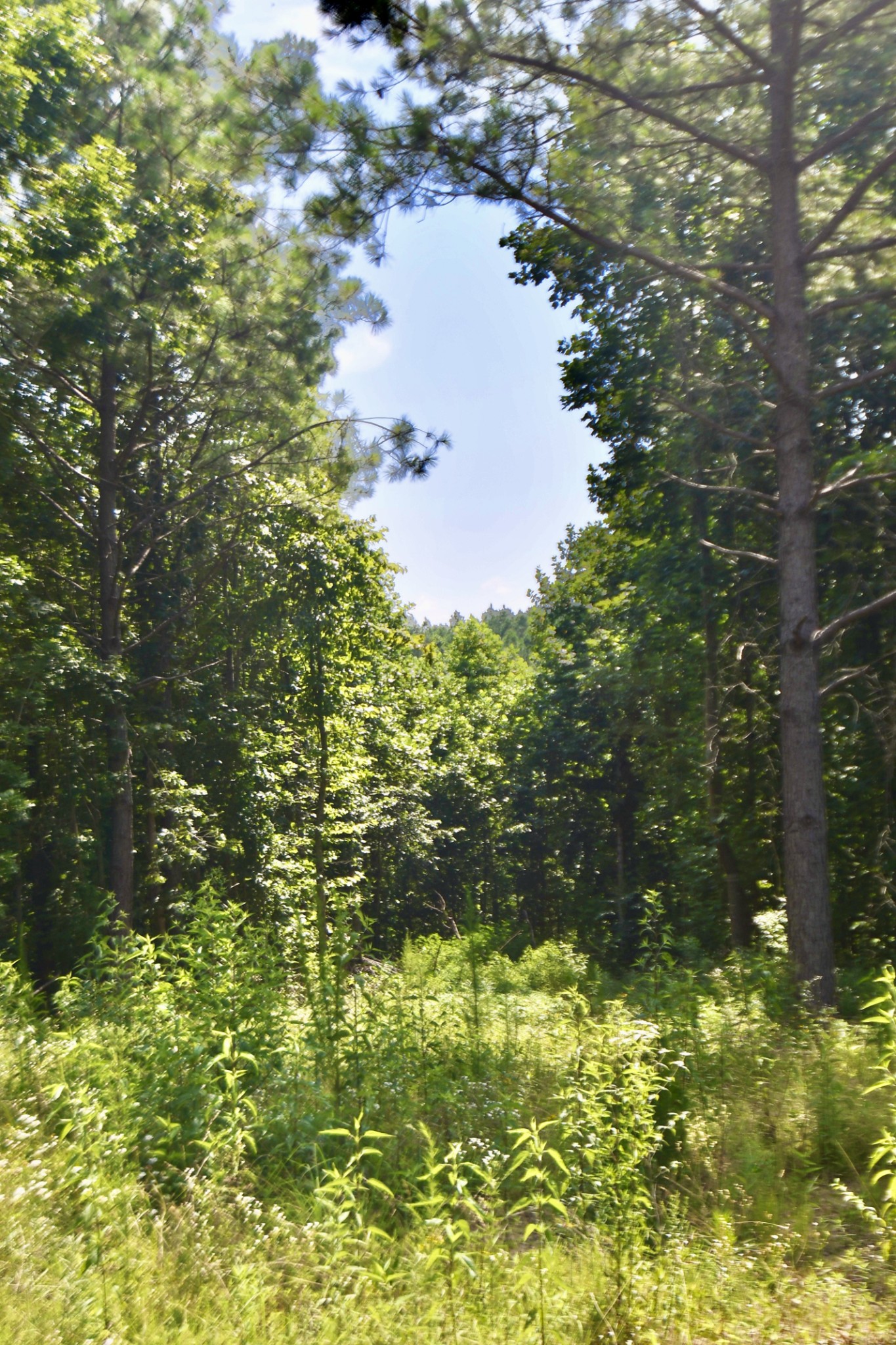 0 Allens Creek Road Hohenwald, TN 38462 - Photo 25 of 86