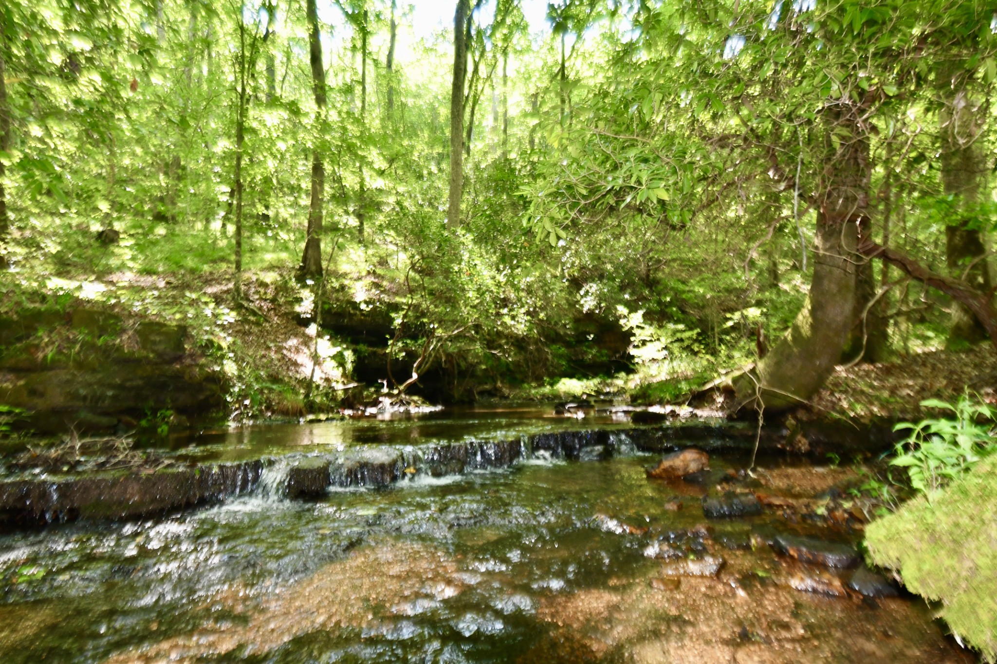 0 Allens Creek Road Hohenwald, TN 38462 - Photo 26 of 86