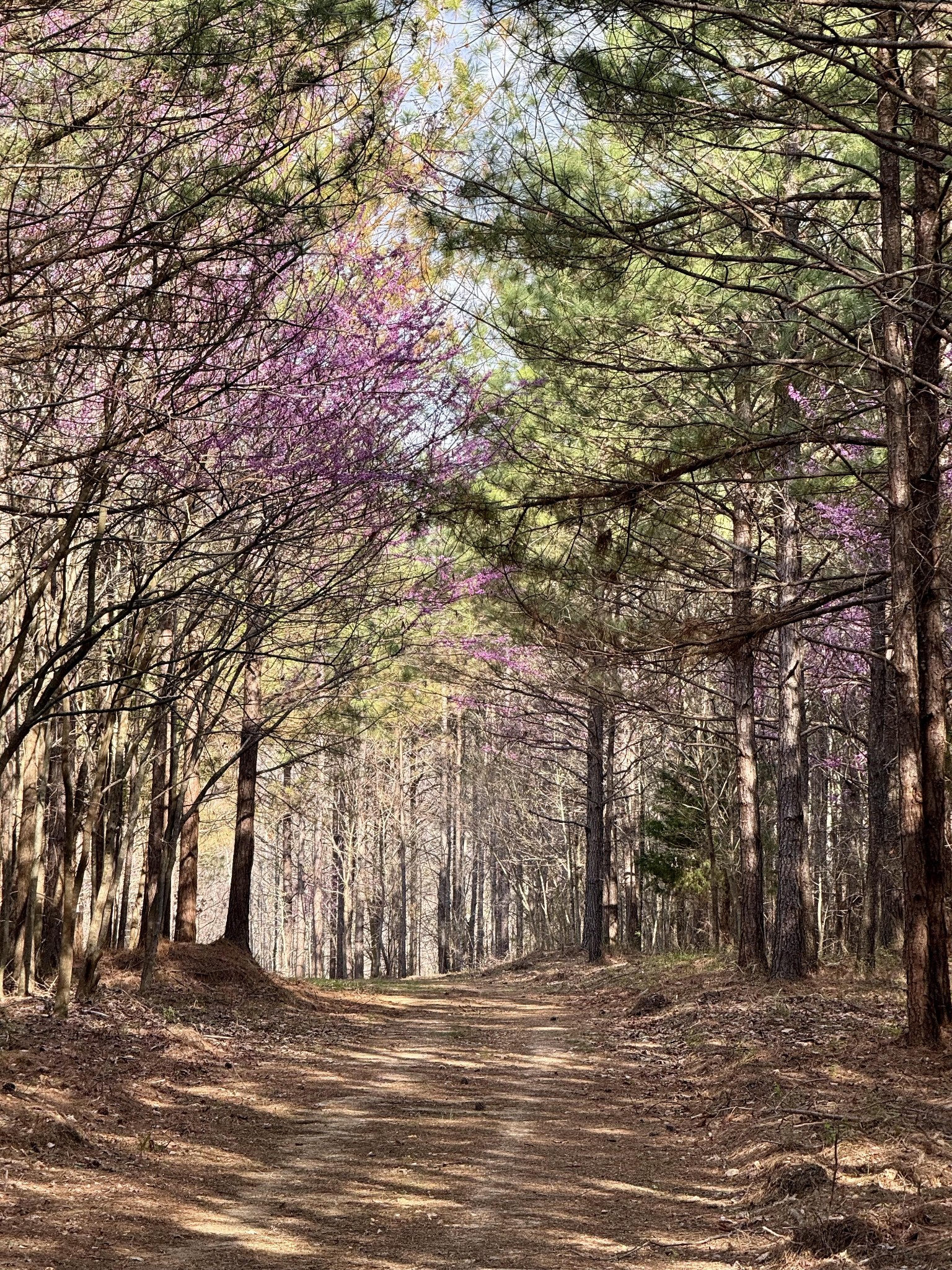 0 Allens Creek Road Hohenwald, TN 38462 - Photo 29 of 86