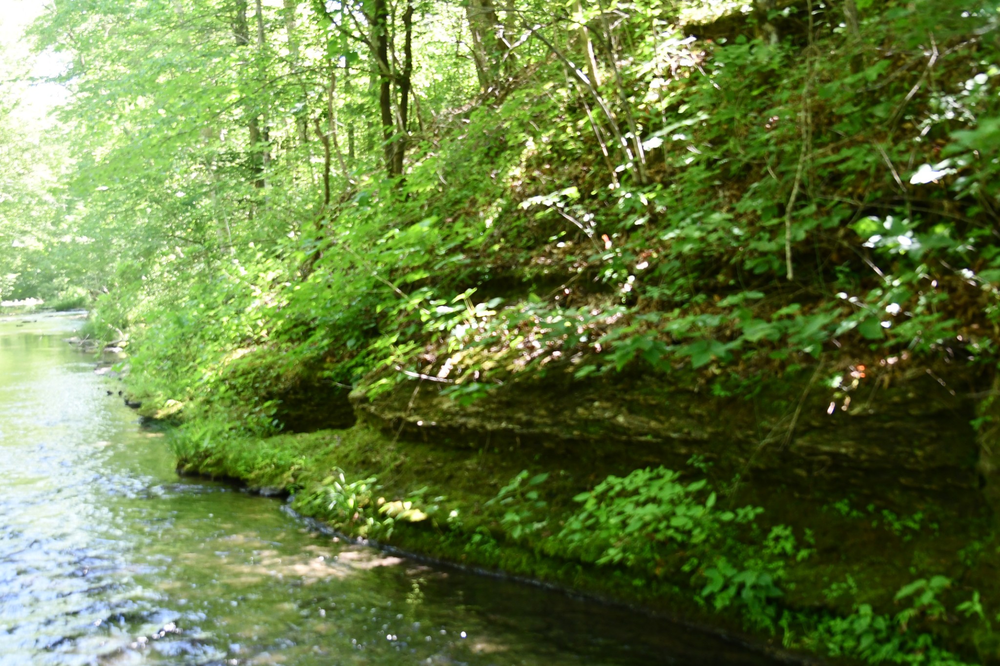 0 Allens Creek Road Hohenwald, TN 38462 - Photo 31 of 86 a view of a tree in a garden