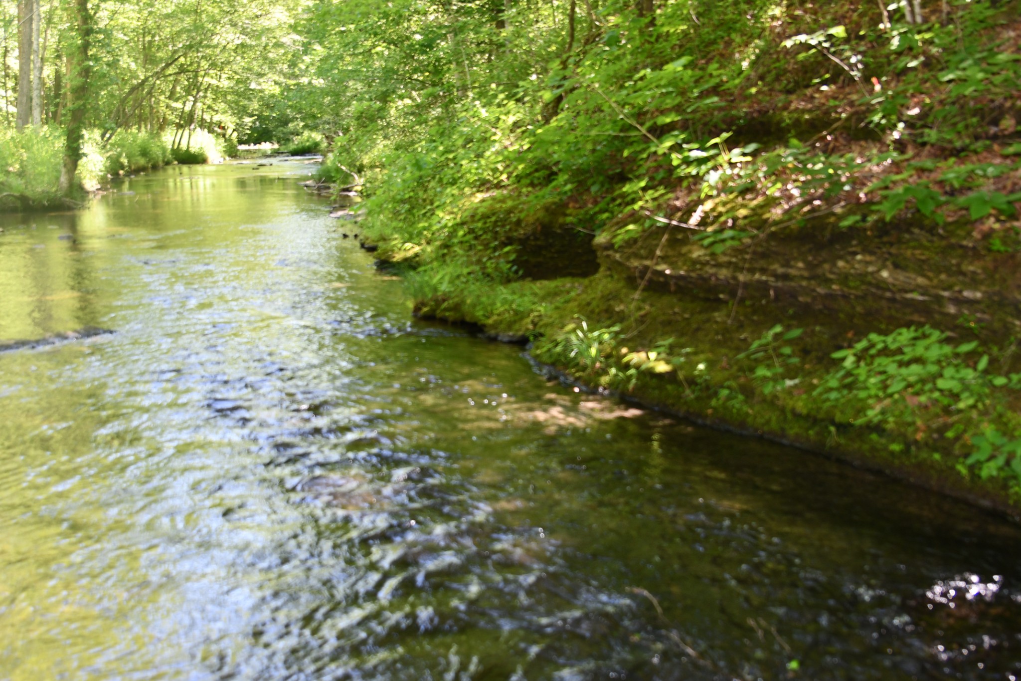 0 Allens Creek Road Hohenwald, TN 38462 - Photo 36 of 86 a view of a lake with houses