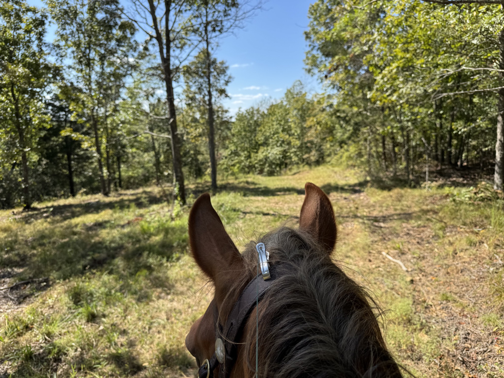 0 Allens Creek Road Hohenwald, TN 38462 - Photo 38 of 86
