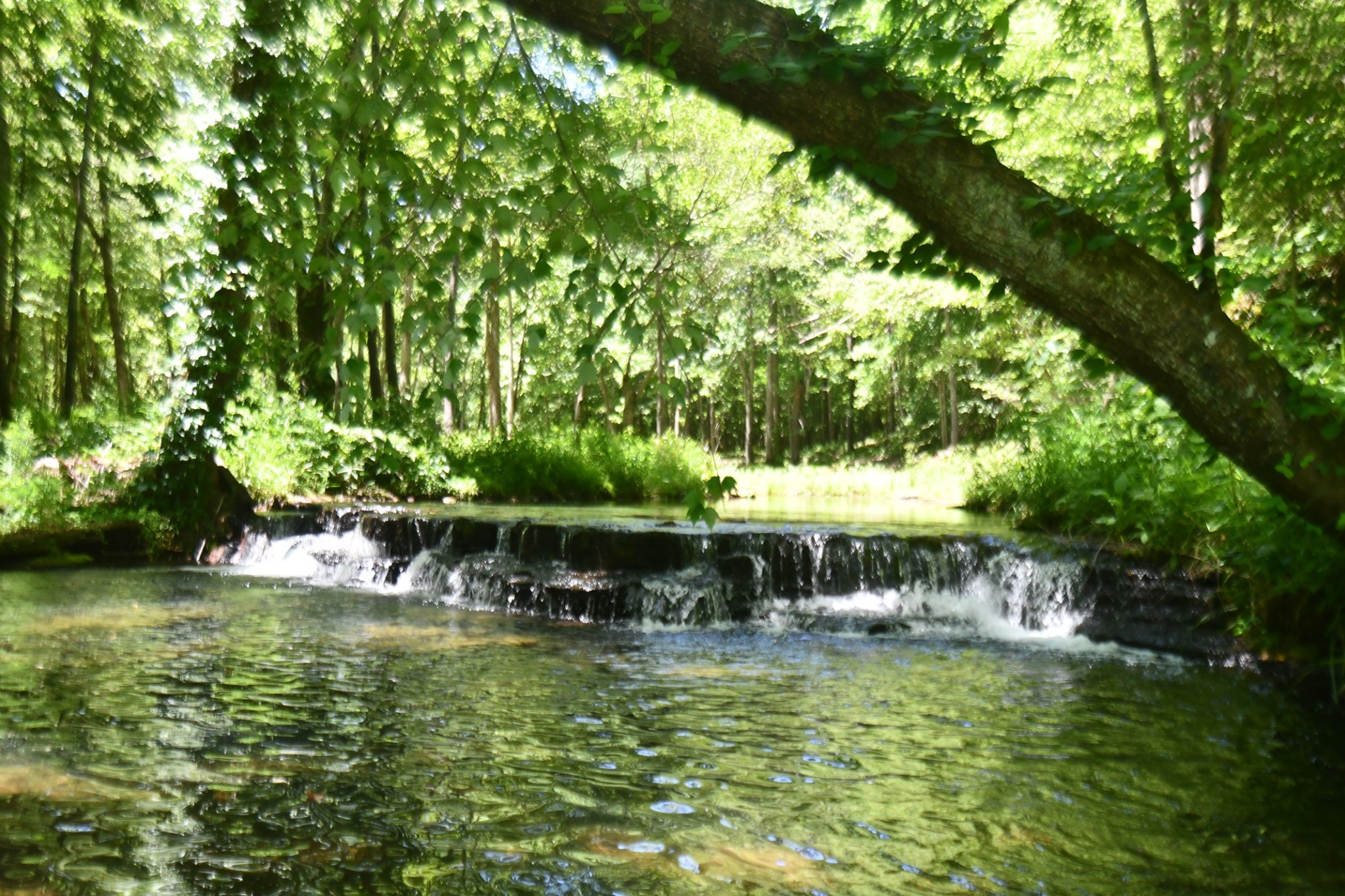 0 Allens Creek Road Hohenwald, TN 38462 - Photo 4 of 86