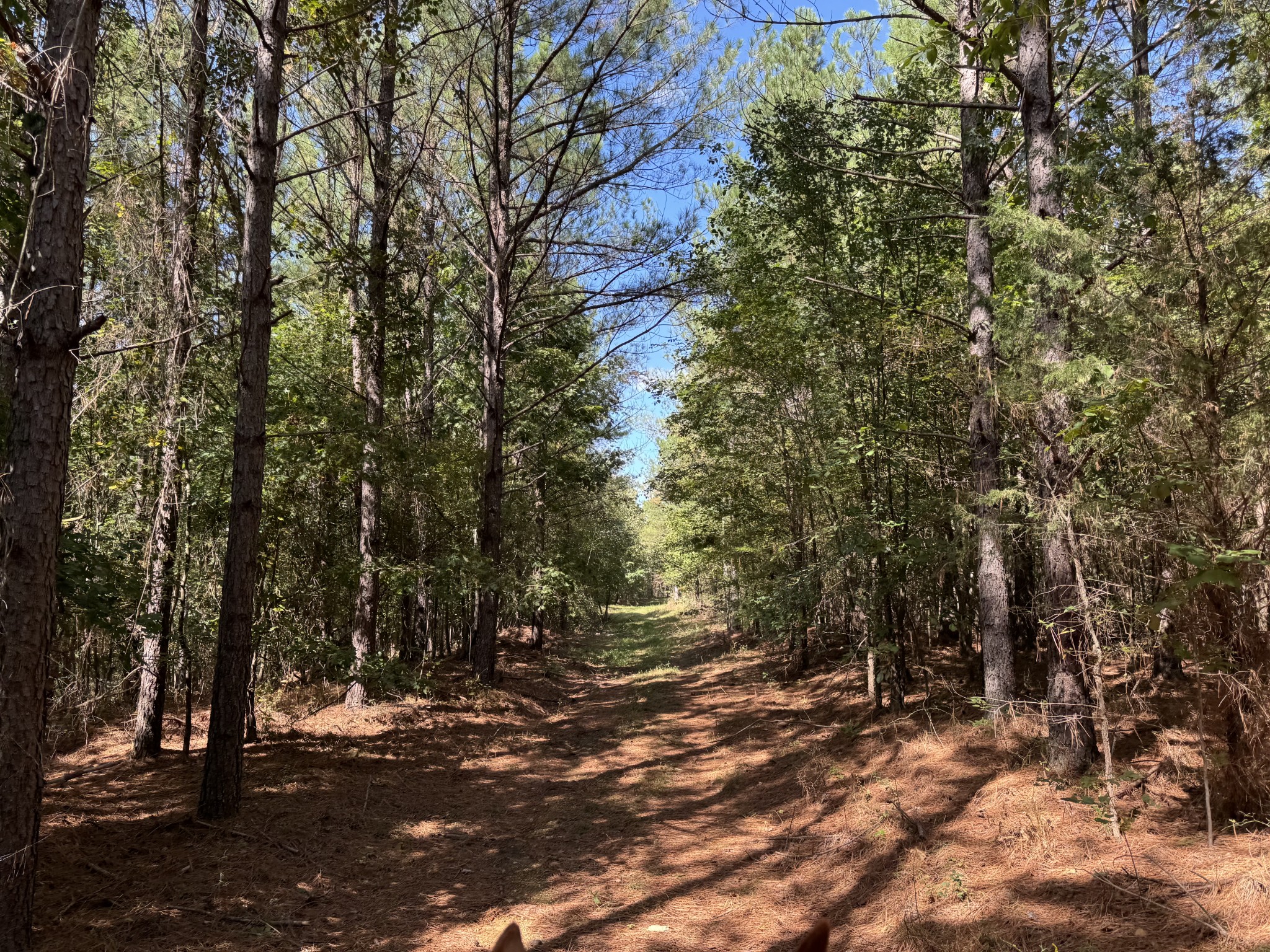0 Allens Creek Road Hohenwald, TN 38462 - Photo 41 of 86 a view of a forest with trees