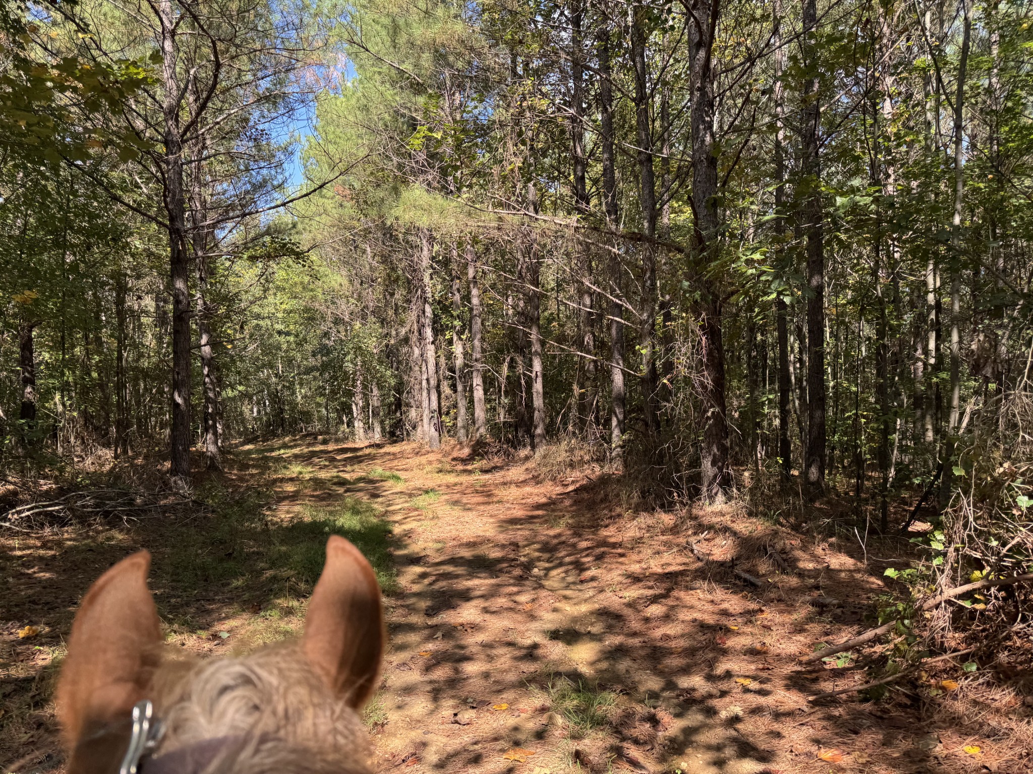 0 Allens Creek Road Hohenwald, TN 38462 - Photo 44 of 86 a view of a yard with trees