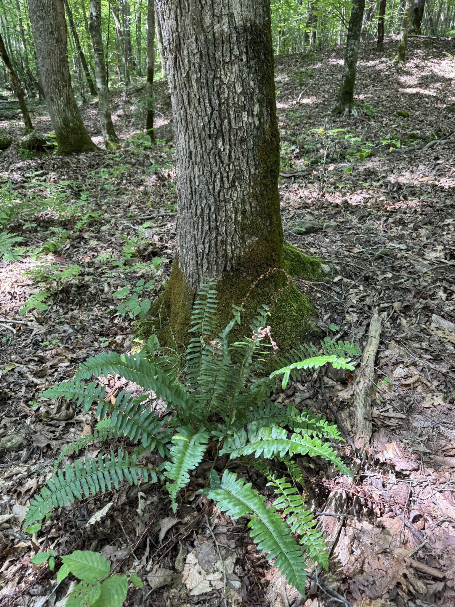 0 Allens Creek Road Hohenwald, TN 38462 - Photo 47 of 86