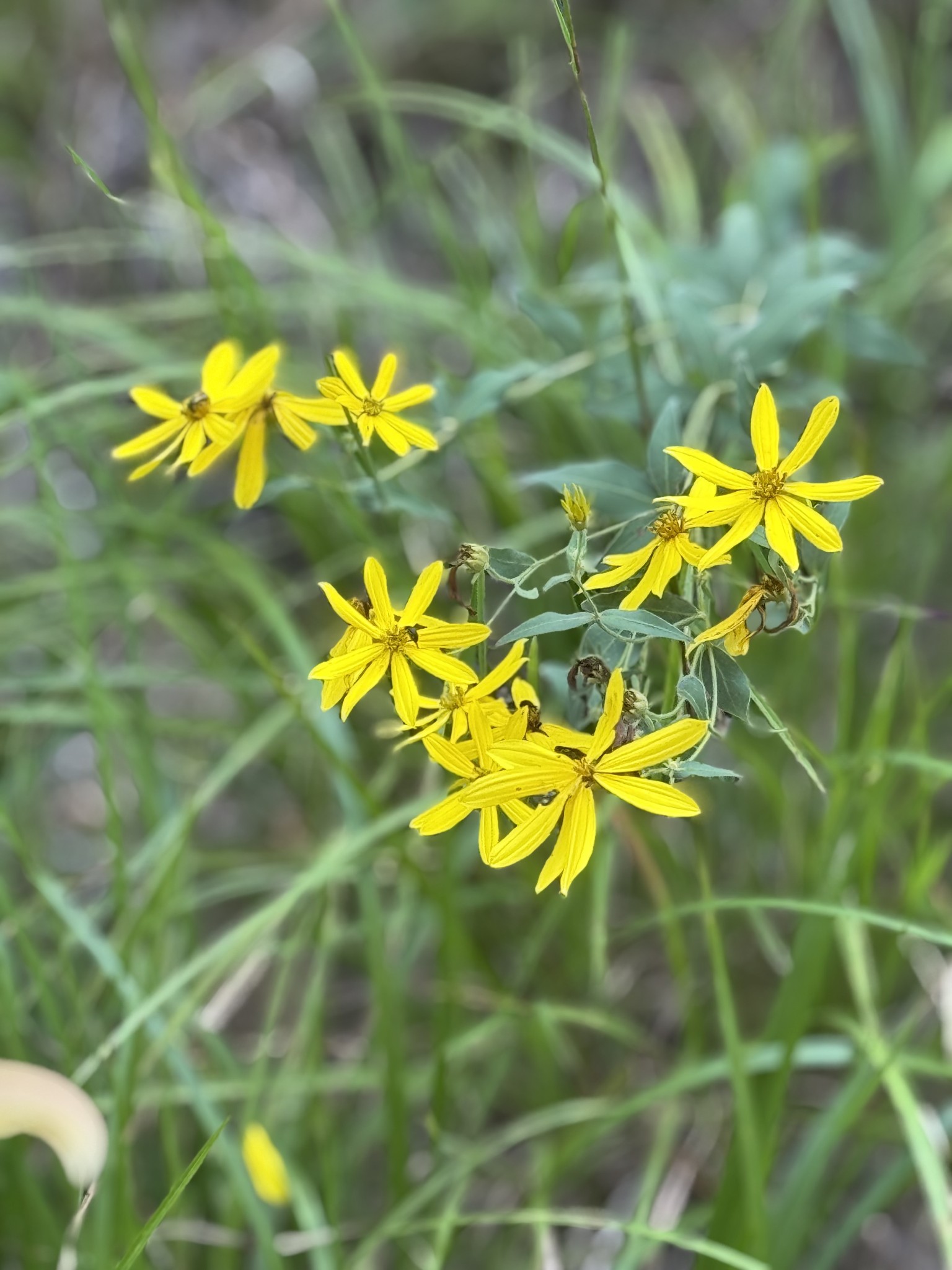 0 Allens Creek Road Hohenwald, TN 38462 - Photo 48 of 86