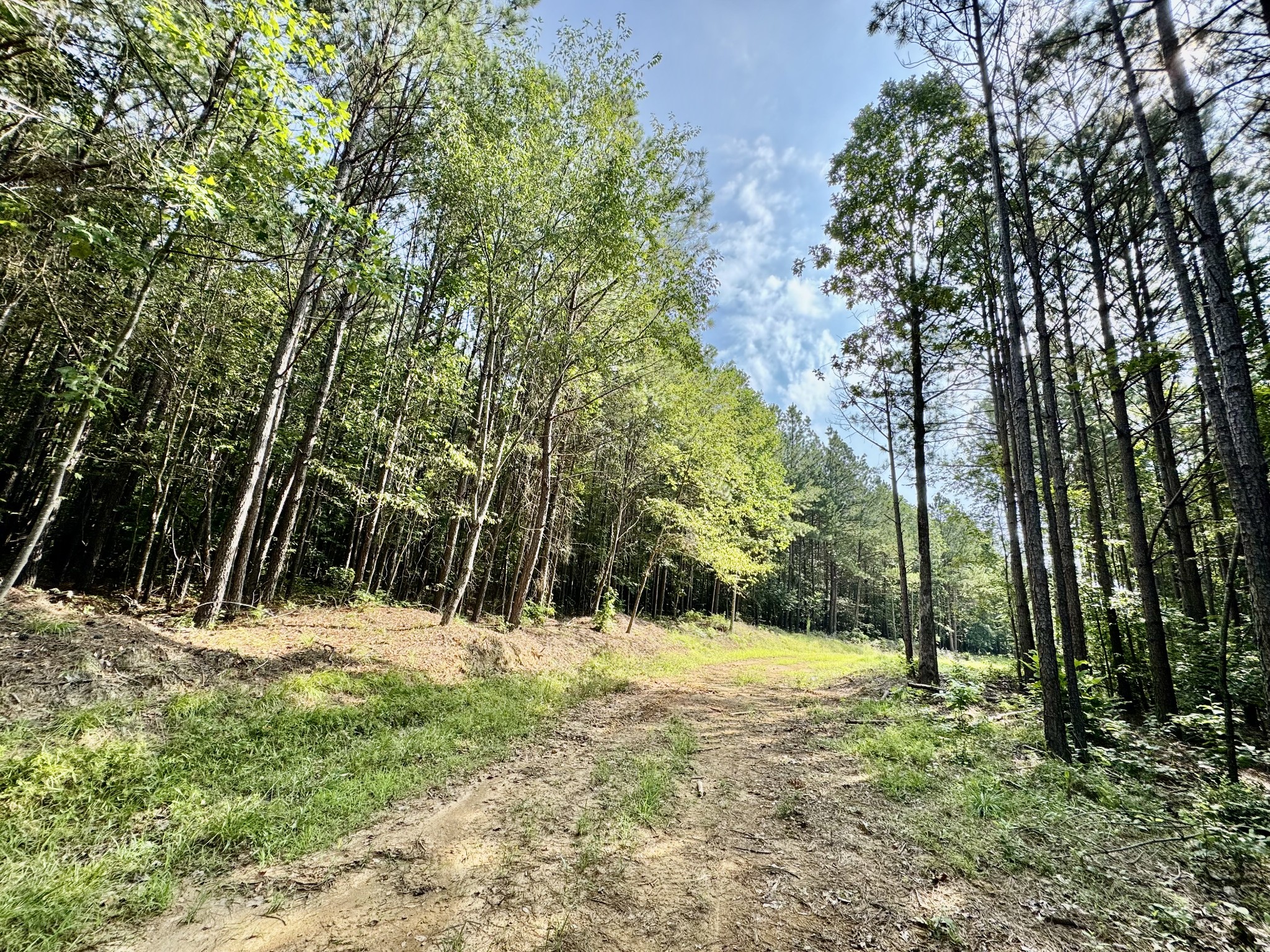 0 Allens Creek Road Hohenwald, TN 38462 - Photo 49 of 86 a view of outdoor space with trees