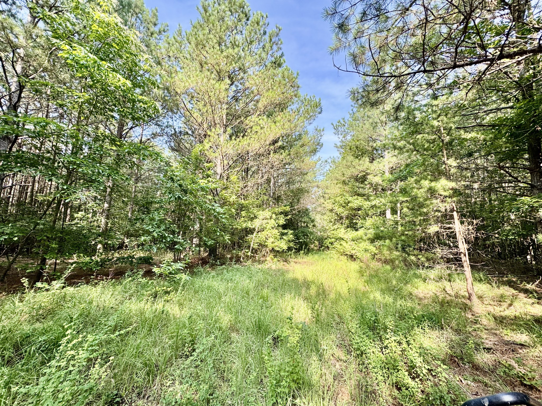 0 Allens Creek Road Hohenwald, TN 38462 - Photo 50 of 86 a view of a yard with plants and large trees