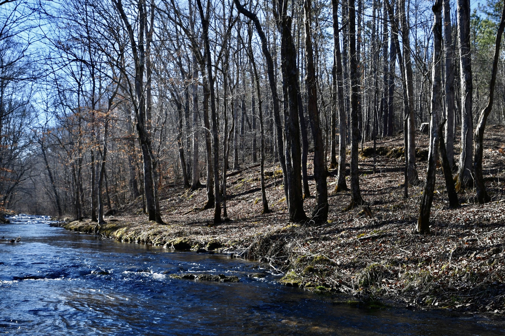 0 Allens Creek Road Hohenwald, TN 38462 - Photo 5 of 86 a view of a backyard with large trees