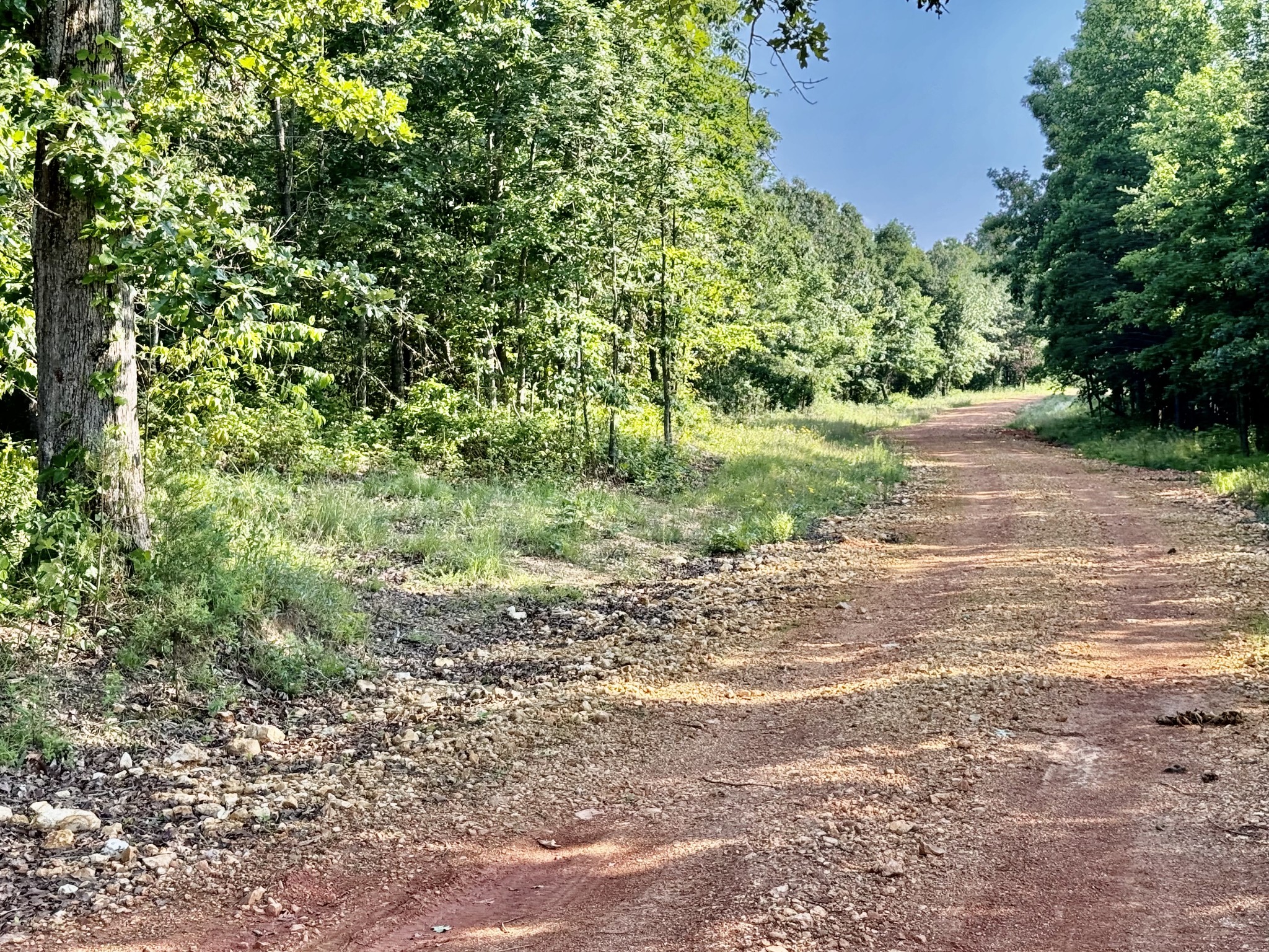0 Allens Creek Road Hohenwald, TN 38462 - Photo 51 of 86 a view of a yard with plants and trees