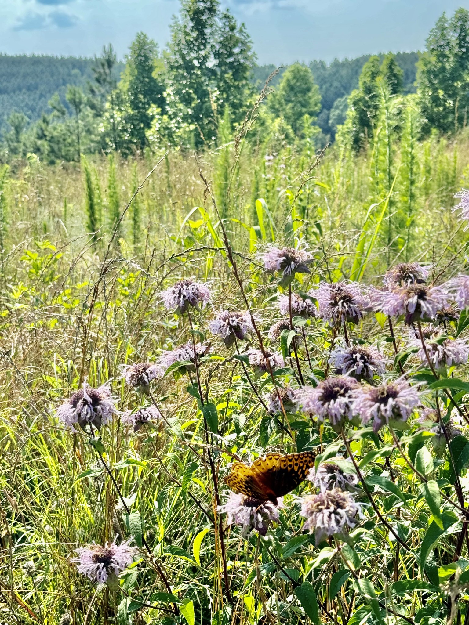 0 Allens Creek Road Hohenwald, TN 38462 - Photo 52 of 86