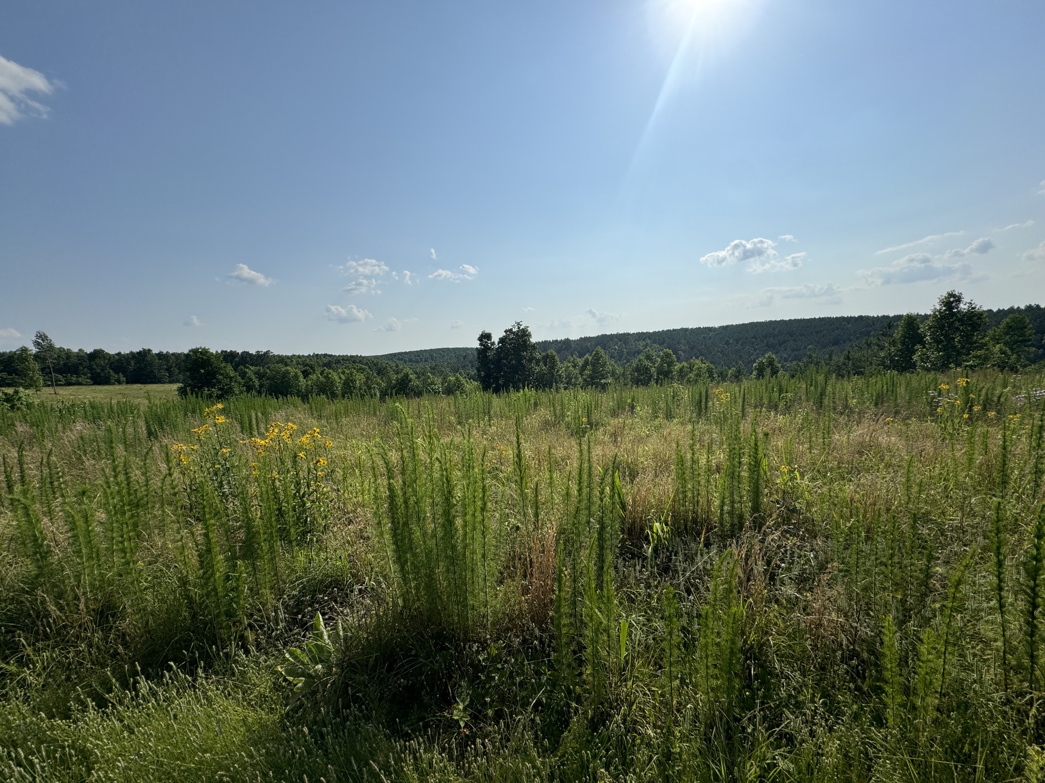 0 Allens Creek Road Hohenwald, TN 38462 - Photo 53 of 86