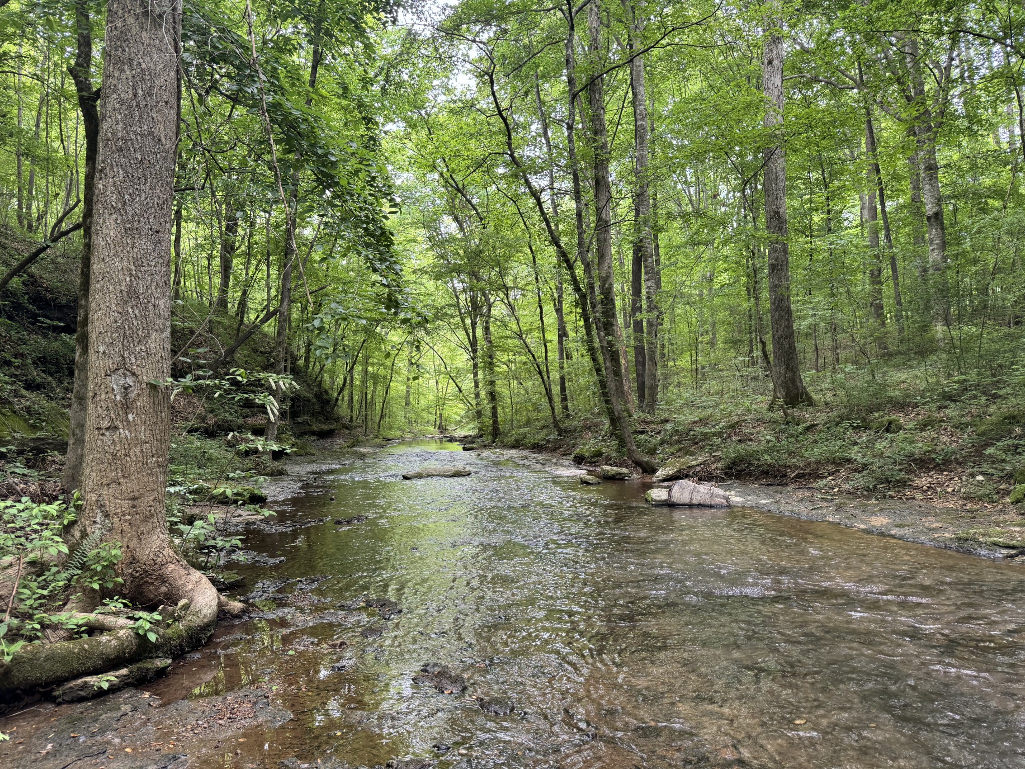 0 Allens Creek Road Hohenwald, TN 38462 - Photo 55 of 86 a view of a forest with trees in the background