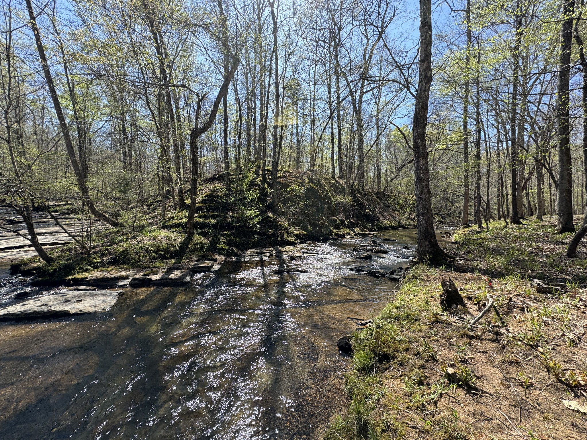 0 Allens Creek Road Hohenwald, TN 38462 - Photo 57 of 86 a big yard with lots of green space