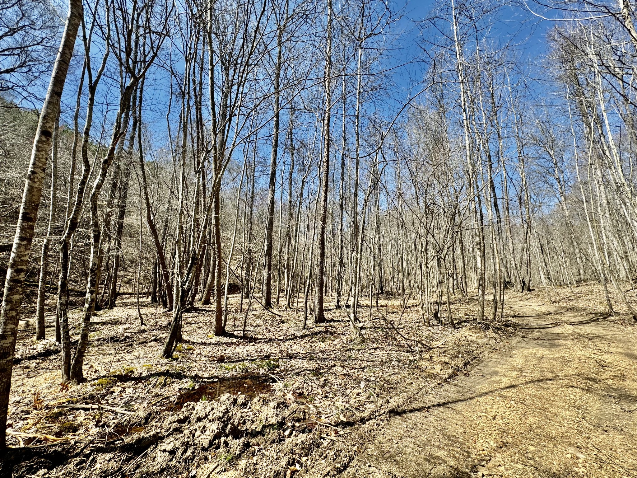 0 Allens Creek Road Hohenwald, TN 38462 - Photo 60 of 86 a view of outdoor space with trees