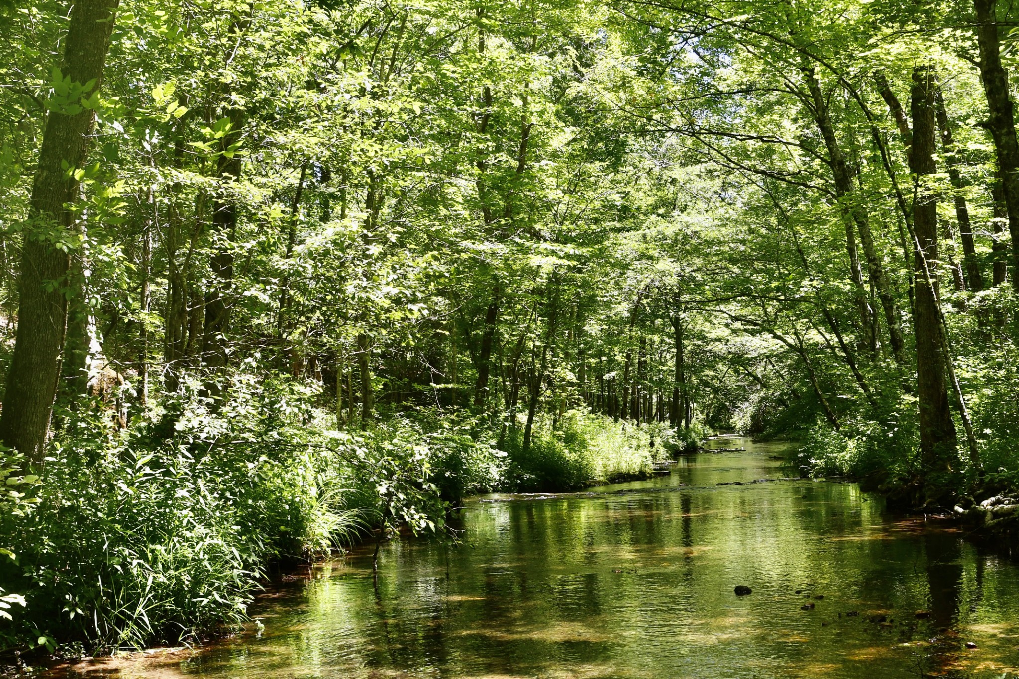 0 Allens Creek Road Hohenwald, TN 38462 - Photo 61 of 86 a view of lake with green space