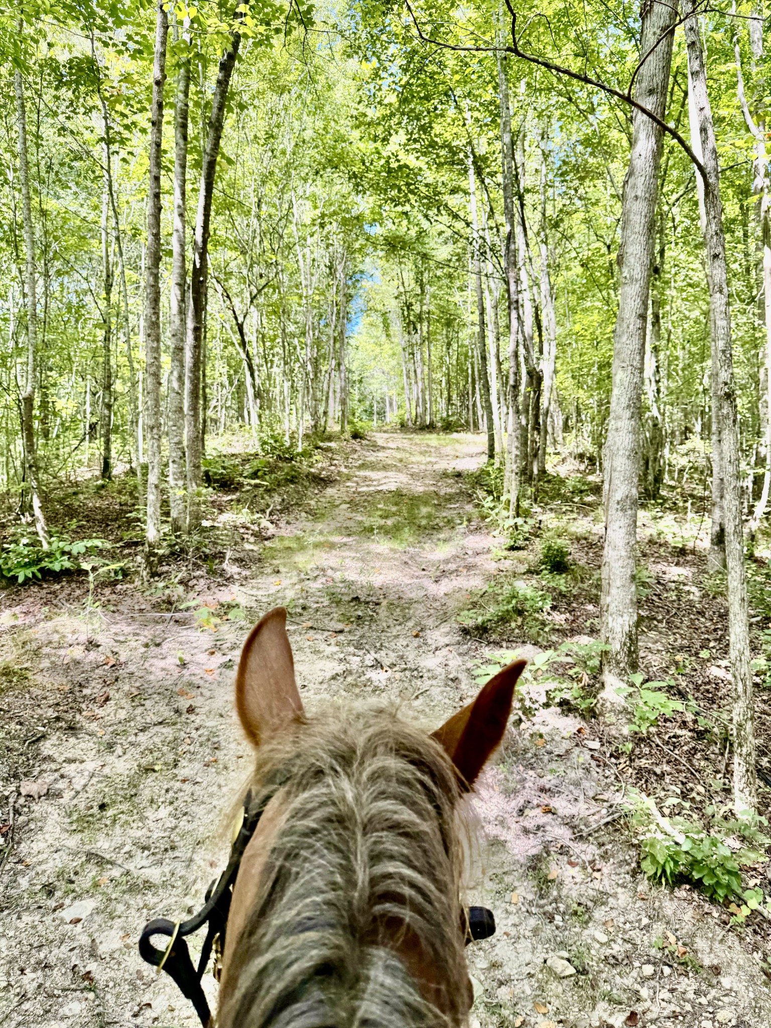 0 Allens Creek Road Hohenwald, TN 38462 - Photo 63 of 86 a view of a yard with a trees