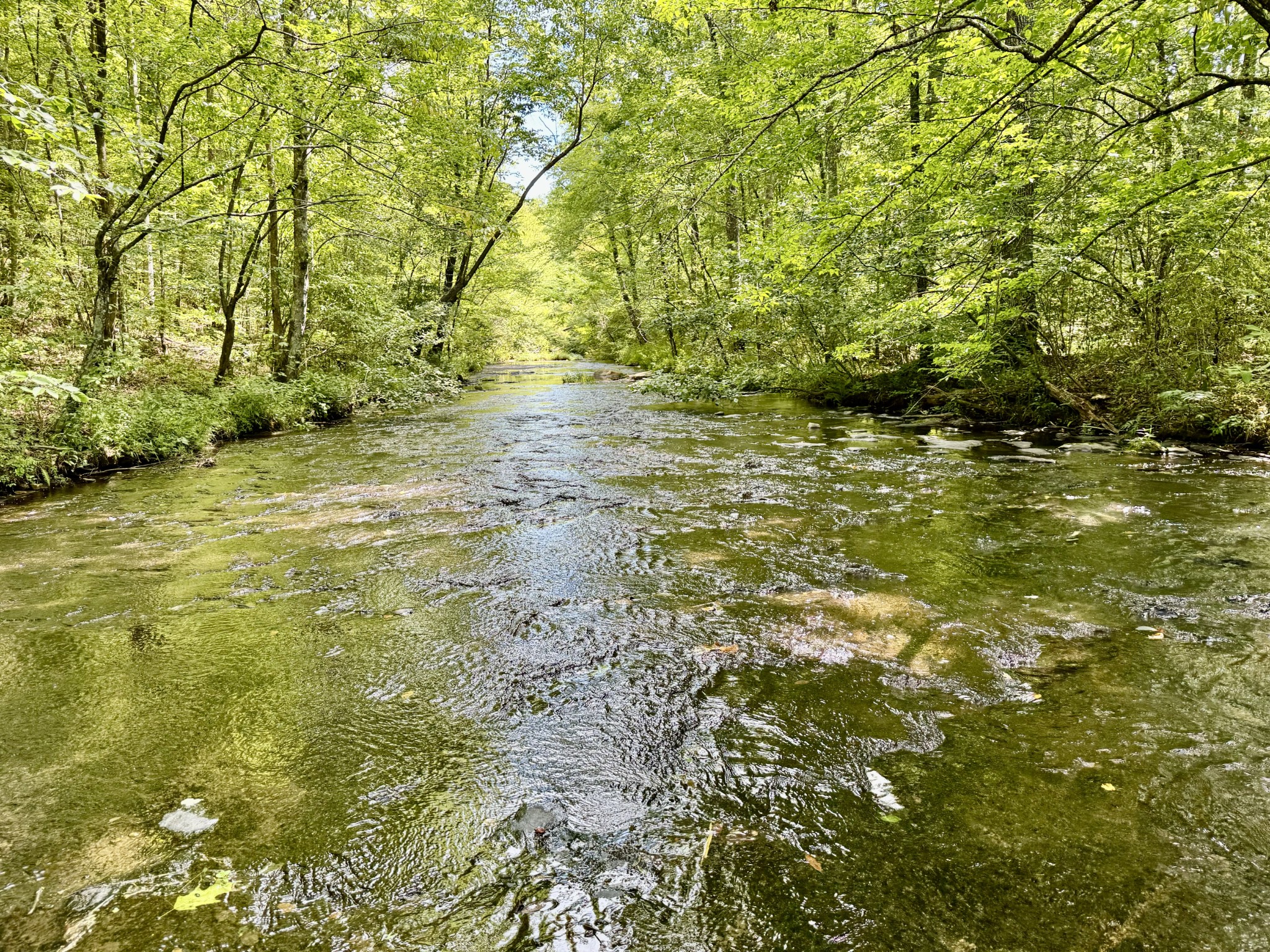 0 Allens Creek Road Hohenwald, TN 38462 - Photo 67 of 86 a view of a yard with an trees